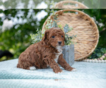 Small Photo #15 Poodle (Miniature) Puppy For Sale in WOLCOTTVILLE, IN, USA