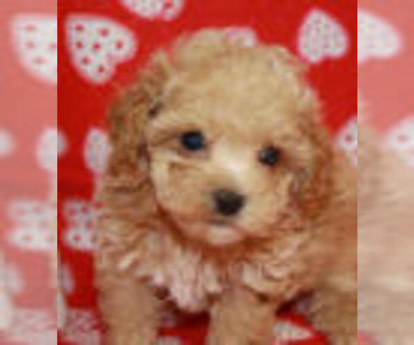 Medium Photo #7 Poodle (Miniature) Puppy For Sale in FISHER ISLAND, FL, USA