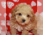 Poodles - Female Poodle (Miniature) Puppy for Sale - Photo #7