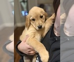 Small #10 Golden Retriever