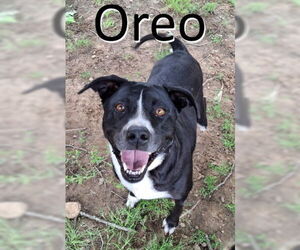 American Staffordshire Terrier-Pointer Mix Dogs for adoption in Mountain View, AR, USA