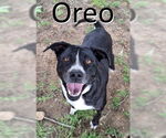 Small American Staffordshire Terrier-Pointer Mix