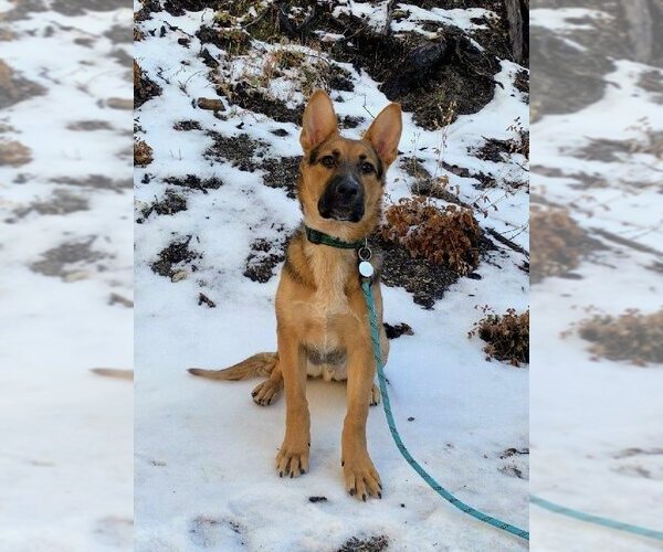 Medium Photo #1 German Shepherd Dog-Unknown Mix Puppy For Sale in Los Angeles, CA, USA
