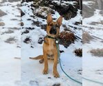 Small German Shepherd Dog Mix