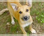 Small German Shepherd Dog Mix
