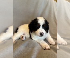 Miniature Bernedoodle Puppy for sale in MOUNT VERNON, IA, USA