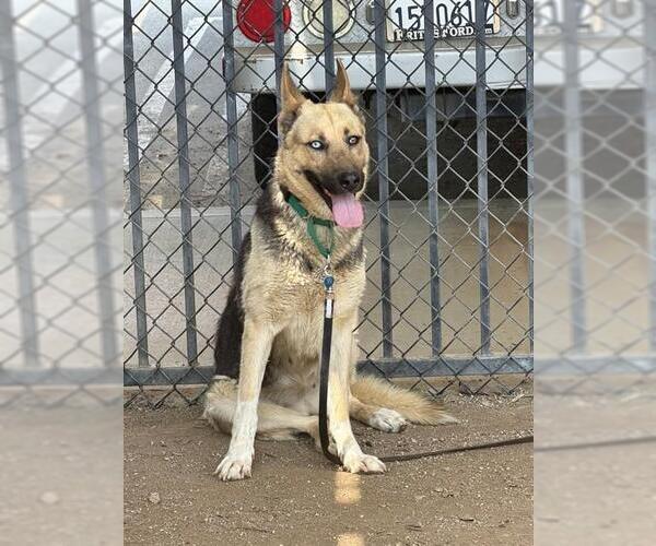 Medium Photo #3 German Shepherd Dog-Unknown Mix Puppy For Sale in Riverside, CA, USA