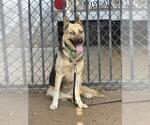Small #2 German Shepherd Dog Mix