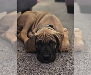 Great Dane Puppy for sale in BROOKLYN PARK, MN, USA