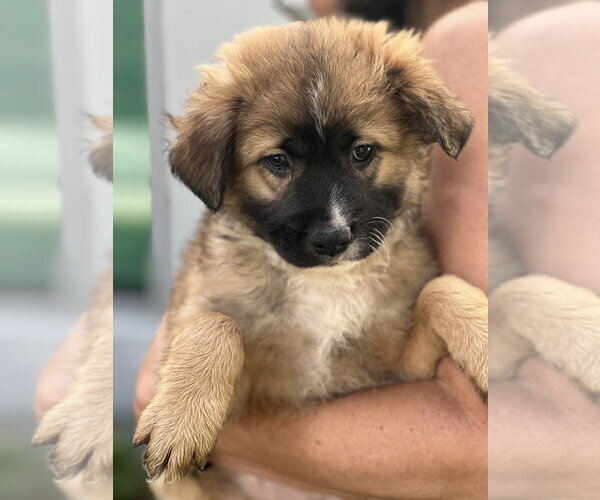 Medium Photo #3 Cocker Spaniel-Unknown Mix Puppy For Sale in Dana Point, CA, USA