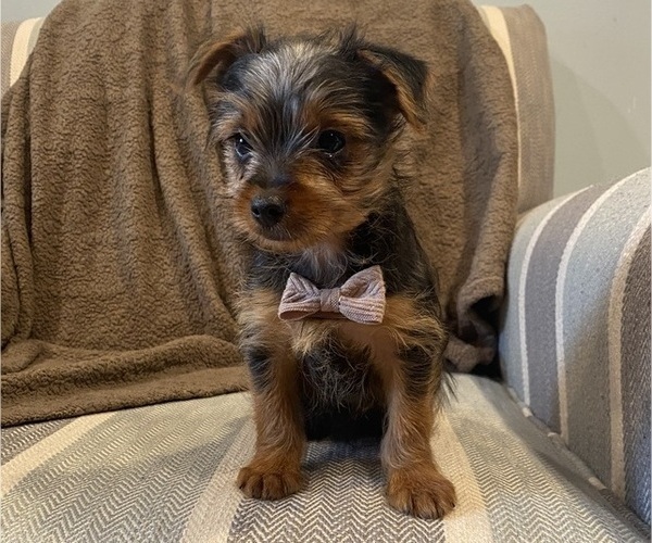 Medium Photo #13 Yorkshire Terrier Puppy For Sale in RICHMOND, MI, USA