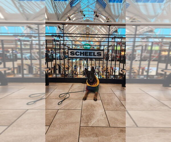 Medium Photo #11 Mutt Puppy For Sale in Imlay City, MI, USA