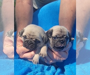 Pug Puppy for sale in SILVER SPRINGS, FL, USA