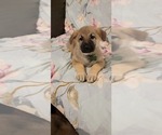 Small Photo #43 German Shepherd Dog Puppy For Sale in ANKENY, IA, USA