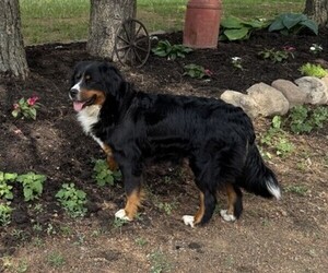 Mother of the Bernese Mountain Dog puppies born on 04/16/2025