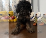 Yorkipoo puppie - Male Yorkipoo Puppy for Sale - Photo #19