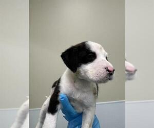 American Staffordshire Terrier-Unknown Mix Dogs for adoption in San Antonio, TX, USA