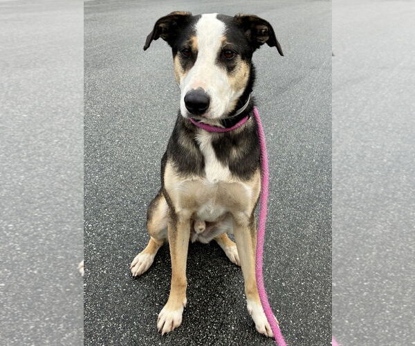 Medium Photo #3 Catahoula Leopard Dog Puppy For Sale in Salinas, CA, USA