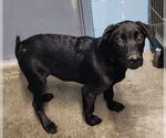 Small #3 Labrador Retriever