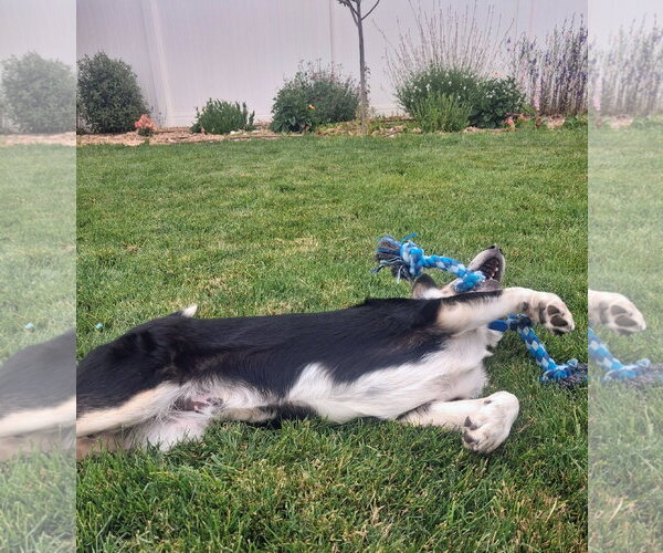 Medium Photo #4 Mutt Puppy For Sale in Sandy, UT, USA