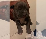 Small Photo #18 American Pit Bull Terrier Puppy For Sale in NEWARK, NJ, USA