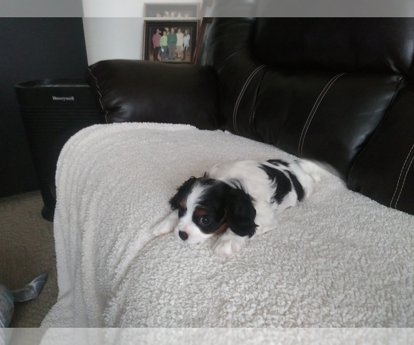Medium Photo #25 Cavalier King Charles Spaniel Puppy For Sale in HOWLAND, OH, USA