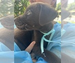 Small Photo #2 Labrador Retriever Puppy For Sale in SIMI VALLEY, CA, USA