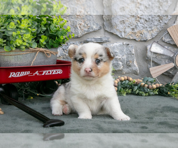 Medium Photo #2 Pembroke Welsh Corgi Puppy For Sale in LEOLA, PA, USA