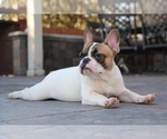 Small Photo #10 French Bulldog Puppy For Sale in KATY, TX, USA