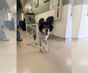English Setter-Unknown Mix Dogs for adoption in Long Beach, CA, USA