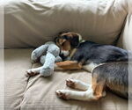 Small #2 Beagle Mix