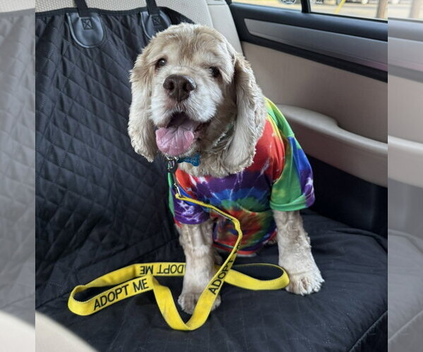 Medium Photo #16 Cocker Spaniel Puppy For Sale in Fargo, ND, USA