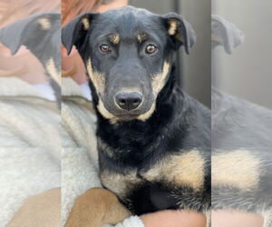 Bowie - Male Australian Kelpie-Unknown Mix Dog for Adoption - Photo #2