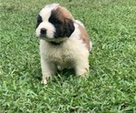 Puppy Black Saint Bernard