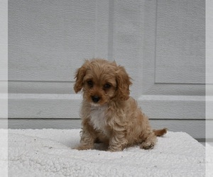 Cavachon-Poodle (Miniature) Mix Puppy for sale in DALTON, OH, USA