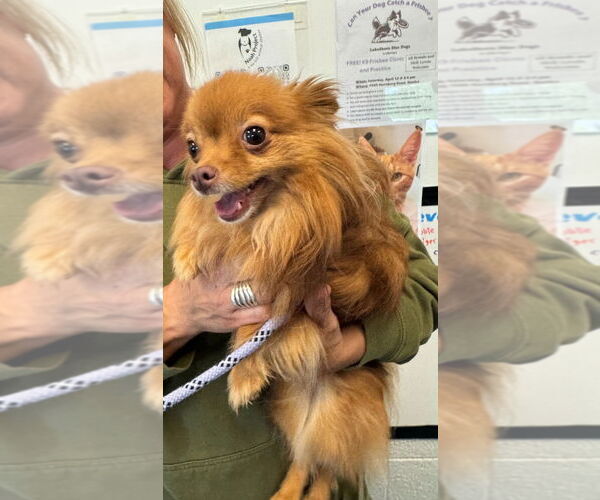 Medium Photo #4 Pomeranian-Unknown Mix Puppy For Sale in Muskegon, MI, USA
