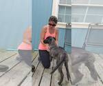 Small #2 Labrador Retriever Mix