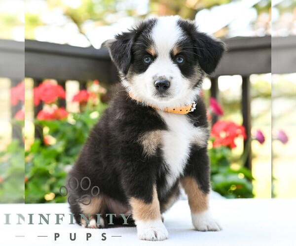 Medium Photo #5 Miniature Australian Shepherd Puppy For Sale in REBERSBURG, PA, USA