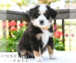 Small #4 Miniature Australian Shepherd