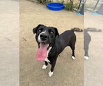 Small #3 Labrador Retriever Mix
