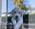 Small Photo #64 Golden Retriever Puppy For Sale in CARLSBAD, CA, USA
