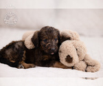 Small Photo #11 Bernedoodle Puppy For Sale in LEAVENWORTH, IN, USA
