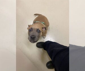 American Pit Bull Terrier Dogs for adoption in Fremont, CA, USA