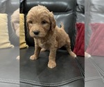 Small Photo #10 Goldendoodle Puppy For Sale in CEDAR HILL, TX, USA
