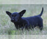 Small #6 Chihuahua
