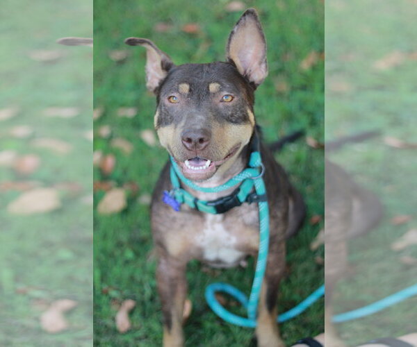 Medium Photo #12 American Pit Bull Terrier-Australian Kelpie Mix Puppy For Sale in Cookeville, TN, USA