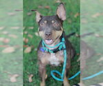 Small #11 American Pit Bull Terrier-Australian Kelpie Mix