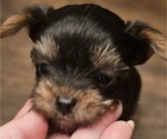 Small #1 Yorkshire Terrier
