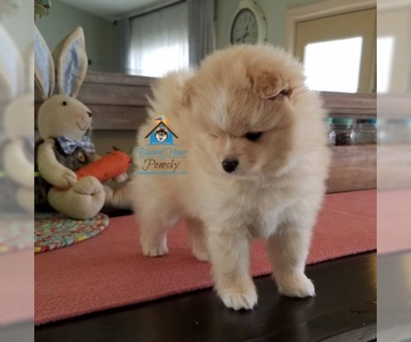 Medium Photo #25 Pomsky Puppy For Sale in RAMSEY, MN, USA