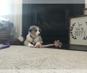 Australian Shepherd Puppy for sale in MCDONOUGH, GA, USA